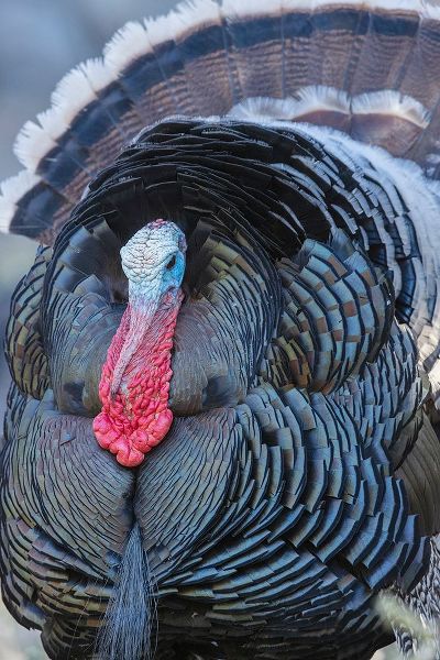Archer, Ken 아티스트의 Merriams turkey close-up작품입니다.